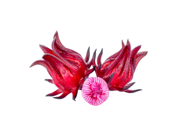 Hibiscus Sabdariffa veya Roselle meyveleri şeffaf png