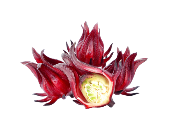 Hibiscus Sabdariffa veya Roselle meyveleri şeffaf png