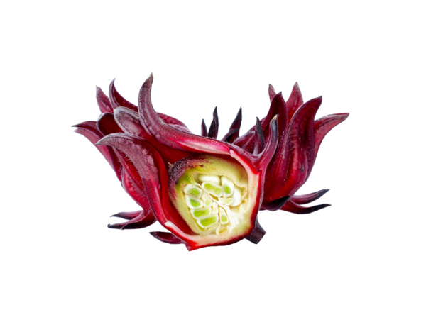 Hibiscus Sabdariffa veya Roselle meyveleri şeffaf png