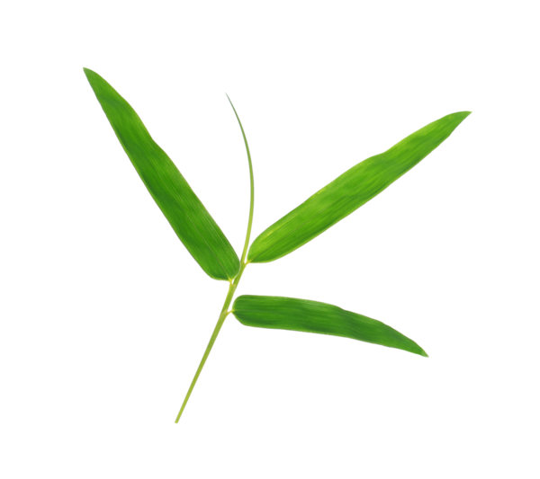 Bambu yaprakları şeffaf png