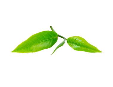 çay yaprağı şeffaf png