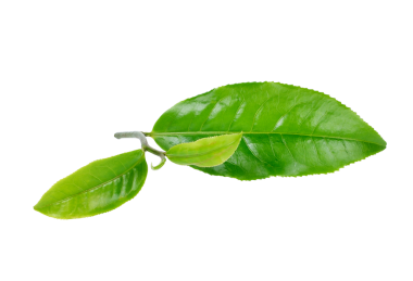 çay yaprağı şeffaf png