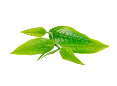 Yeşil çay yaprağı şeffaf png