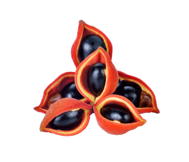kestaneler (Sterculia monosperma) şeffaf png