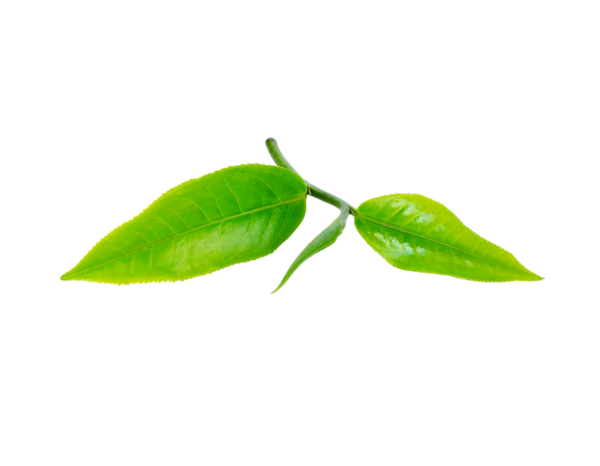 çay yaprağı şeffaf png