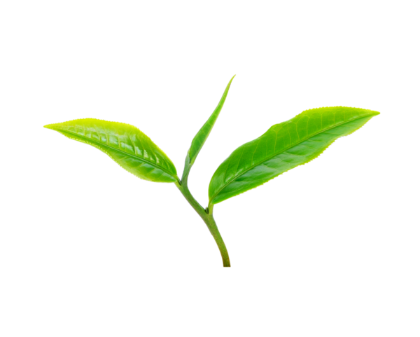 çay yaprağı şeffaf png