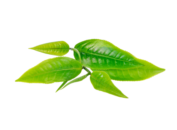 Yeşil çay yaprağı şeffaf png