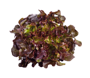 Kırmızı marul, kırmızı meşe yaprağı, sebze salatası şeffaf png