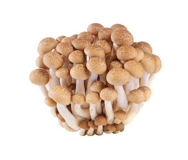 kahverengi kayın mantarı şeffaf png