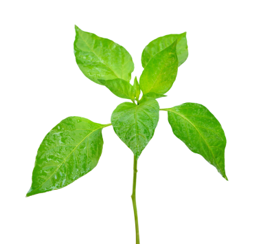 Taze yeşil biber ağacı şeffaf png