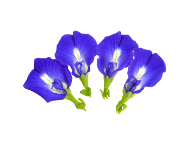 Beyaz arka planda kelebek bezelyesi çiçeği, klitoria ternatea. Üst görünüm şeffaf png