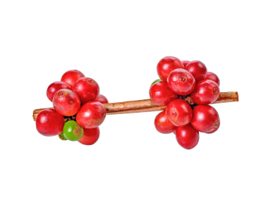 Olgun kahve çekirdekleri şeffaf png