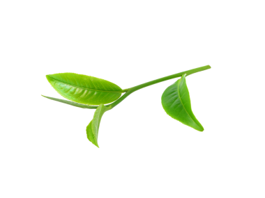 Yeşil çay yaprağı şeffaf png