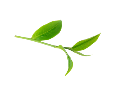 Yeşil çay yaprağı şeffaf png
