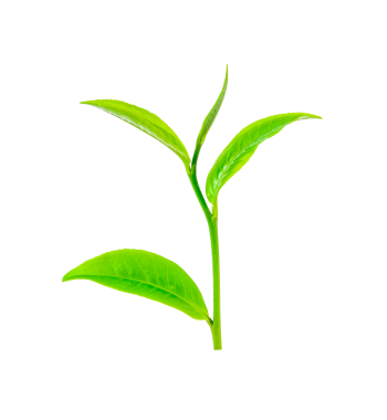 Yeşil çay yaprağı şeffaf png