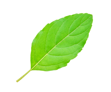 Taze fesleğen yaprakları şeffaf png