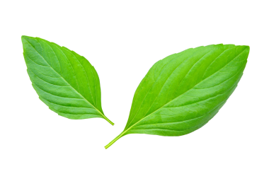 Fesleğen şeffaf png bırakır