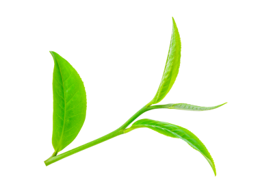 Yeşil çay yaprağı şeffaf png