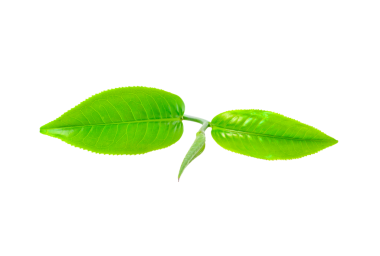 Yeşil çay yaprağı şeffaf png