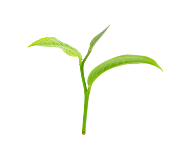 Yeşil çay yaprağı şeffaf png