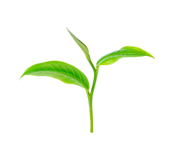 Yeşil çay yaprağı şeffaf png