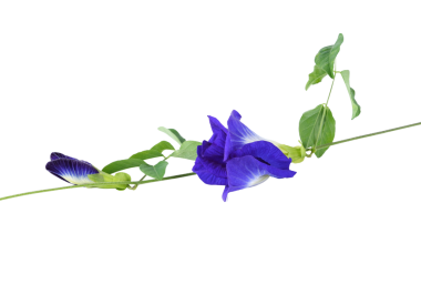 Kelebek Bezelye şeffaf png