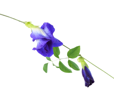 Kelebek Bezelye şeffaf png