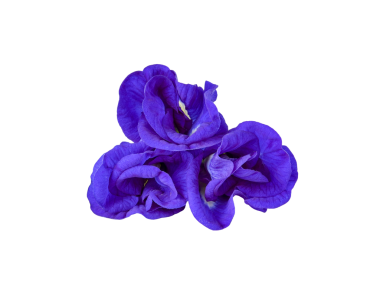 Kelebek Bezelye şeffaf png