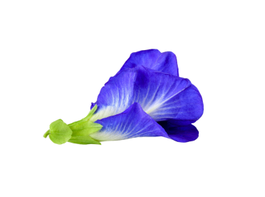 Kelebek Bezelye şeffaf png