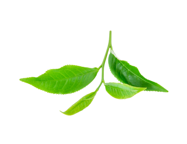 Yeşil çay yaprağı şeffaf png