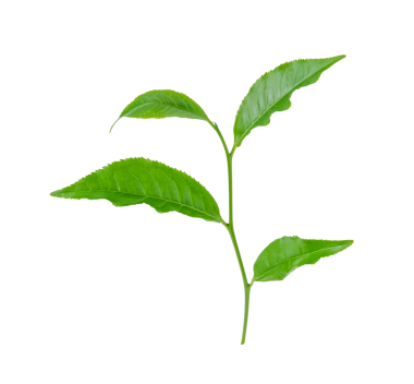 Yeşil çay yaprağı şeffaf png