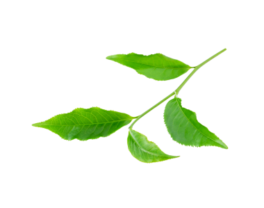 Yeşil çay yaprağı şeffaf png