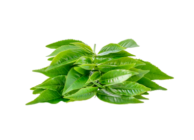 Yeşil çay yaprağı şeffaf png