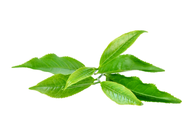 Yeşil çay yaprağı şeffaf png