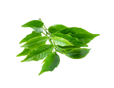 Yeşil çay yaprağı şeffaf png