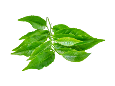 Yeşil çay yaprağı şeffaf png