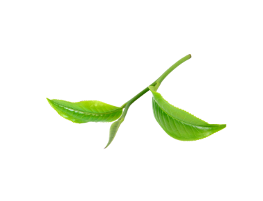 Yeşil çay yaprağı şeffaf png