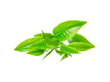 Yeşil çay yaprağı şeffaf png