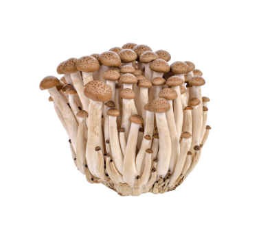 Kahverengi kayın mantarı, Shimeji mantarları şeffaf png
