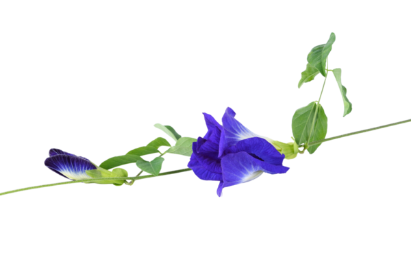 Kelebek Bezelye şeffaf png