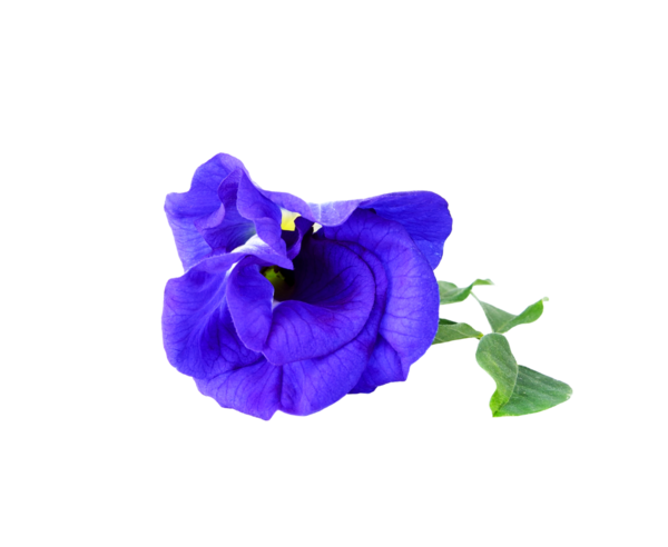 Kelebek Bezelye şeffaf png