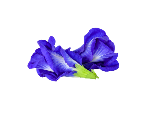 Kelebek Bezelye şeffaf png