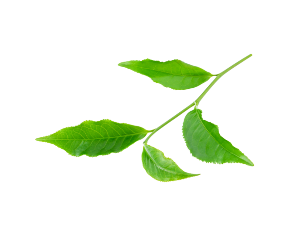 Yeşil çay yaprağı şeffaf png