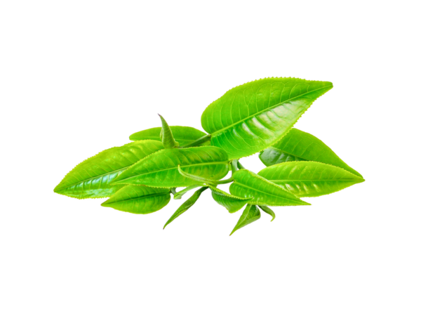 Yeşil çay yaprağı şeffaf png