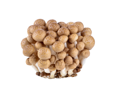 Beyaz arka plan üzerinde izole kahverengi kayın mantar