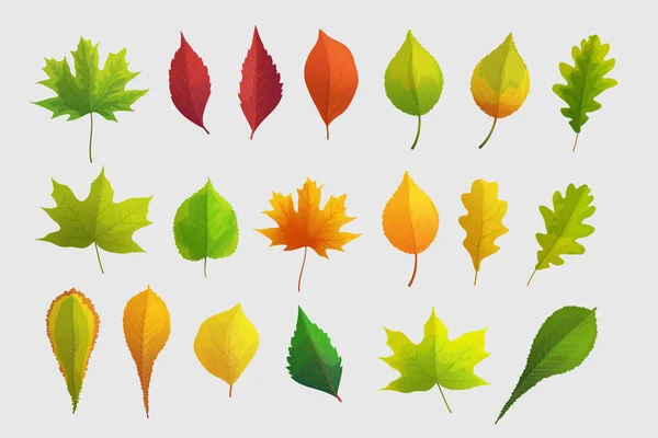 Illustration Stort Sæt Forskellige Farverige Lyse Efterårsblade Front View Isoleret – Stock-vektor