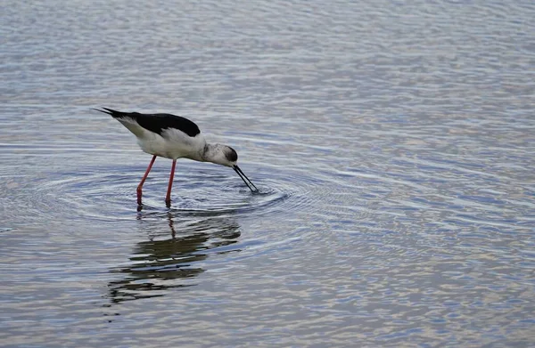 Close Vista Pied Stilt Pássaro Água Potável — Fotografia de Stock