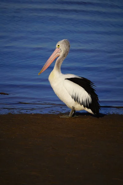Vista Lateral Pelican Olhando Para Água — Fotografia de Stock