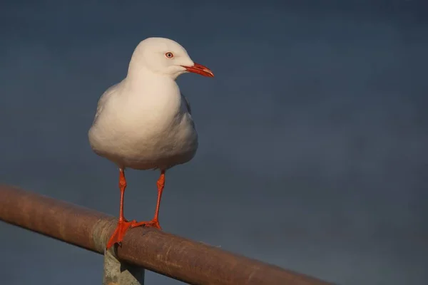 Close View Seagull Looking Right Side — Stock Photo, Image
