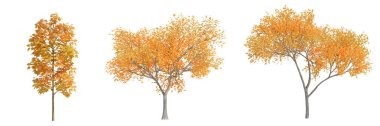 3d görüntüleme sonbahar ağacı izole kesilmiş arkaplan